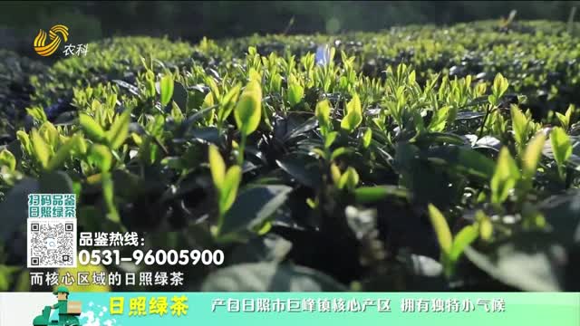 20250621《中国原产递》：日照绿茶