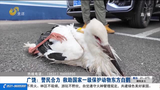 广饶：警民合力 救助国家一级保护动物东方白鹳