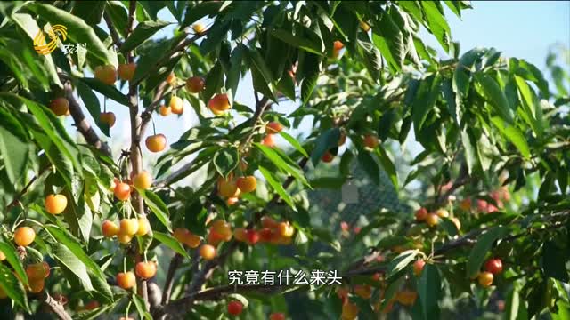 “櫻妃”：書寫黃色櫻桃產業新篇章