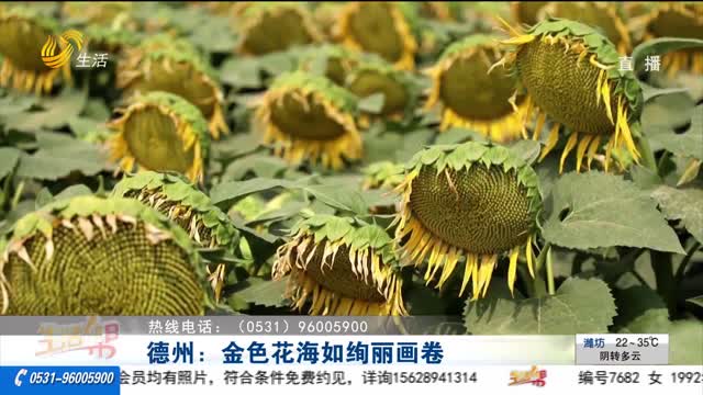 德州：金色花海如绚丽画卷