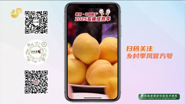 【蒙陰?中國桃鄉 2025蜜桃成熟季】客商紛至 只為蒙陰蜜桃