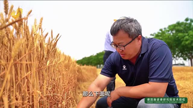【建設更高水平的“齊魯糧倉”】大面積的小麥試驗田 讓老百姓“看得見摸得著”