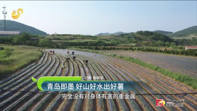 青島即墨 好山好水出好薯