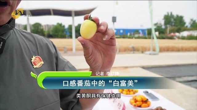 口感番茄中的“白富美”