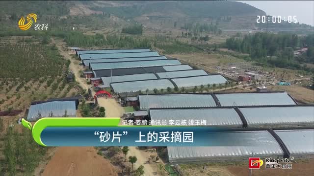 “砂片”上的采摘園