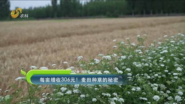 每畝增收306元！麥田種草的秘密