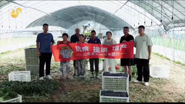 曹縣油菜用了“三只虎” 根系發(fā)達 長勢給力
