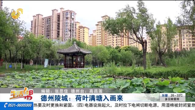 德州陵城：荷叶满塘入画来