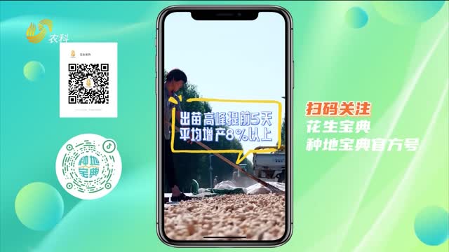 花生一播全苗 這兩招效果顯著