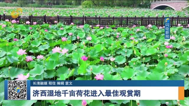 济西湿地千亩荷花进入最佳观赏期