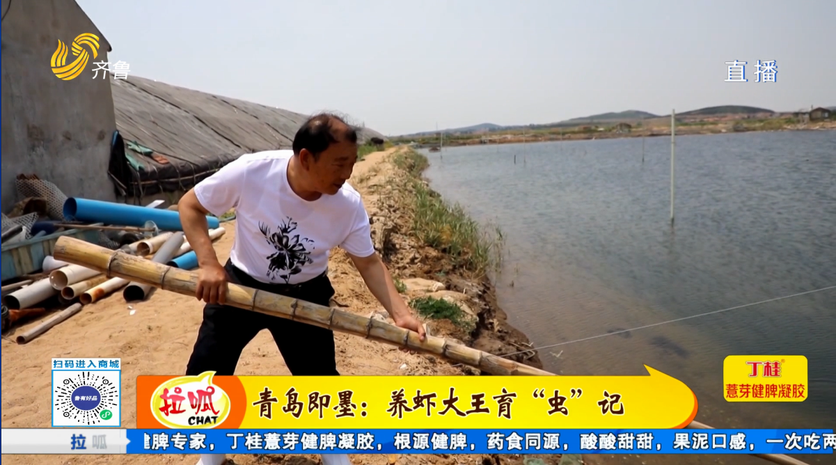 青岛即墨：养虾大王育“虫”记