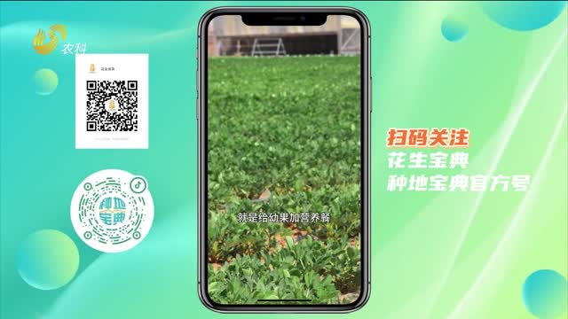 花生補鈣 關(guān)鍵兩次 時(shí)機抓準 根壯果飽