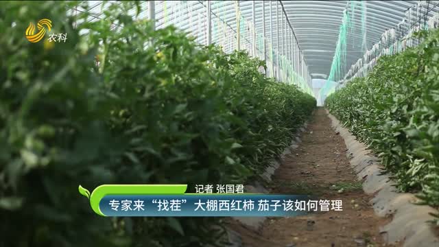 專(zhuān)家來(lái)“找茬” 大棚西紅柿 茄子該如何管理
