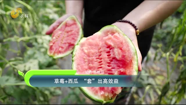 草莓+西瓜 “套”出高效益