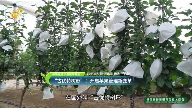 “古優(yōu)特樹形”：開啟蘋果管理新變革