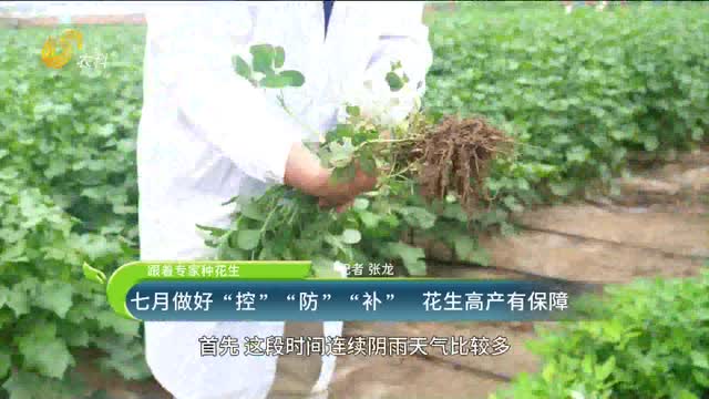 七月做好“控”“防”“補(bǔ)” 花生高產(chǎn)有保障