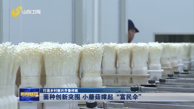 菌種創(chuàng)新突圍 小蘑菇撐起“富民傘”【打造鄉(xiāng)村振興齊魯樣板】