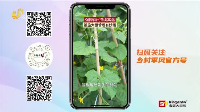 強降雨+持續(xù)高溫 設施大棚管理有妙招