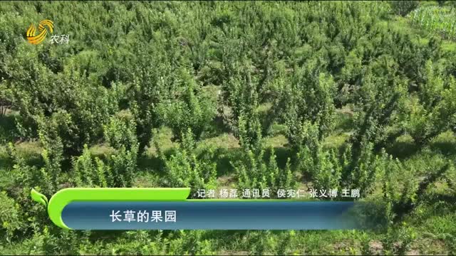 長(zhǎng)草的果園