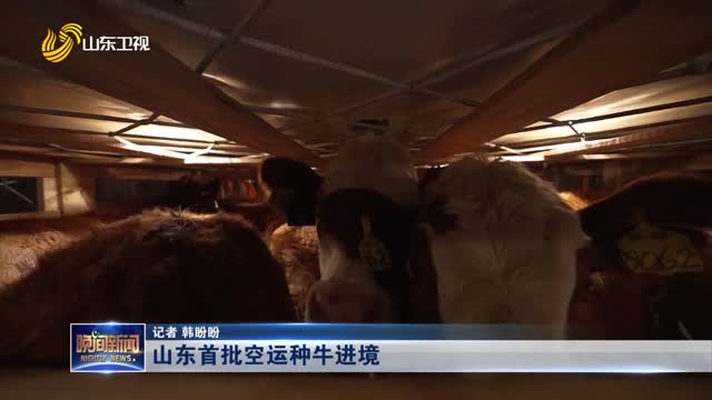 山东首批空运种牛进境