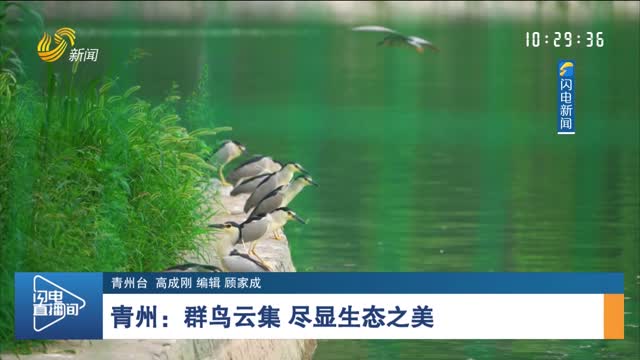 青州：群鸟云集 尽显生态之美