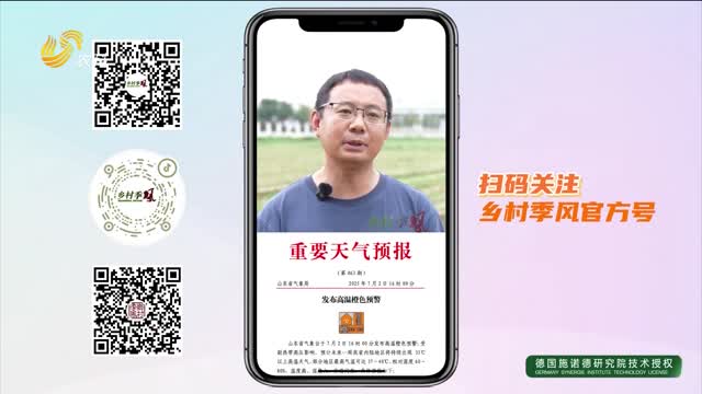 水澇+高溫“烤”驗 大田玉米如何避“暑”？