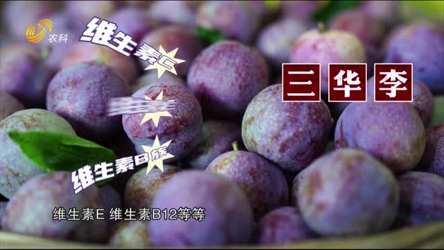 廣東錢排三華李 個(gè)大果重賣價(jià)高