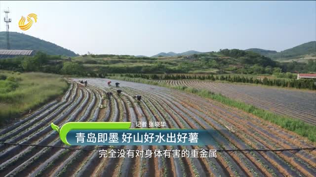 青島即墨 好山好水出好薯