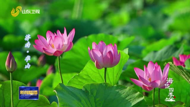盛夏齐鲁 风光旖旎【海岱四季】