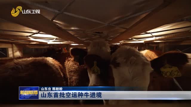 山东首批空运种牛进境