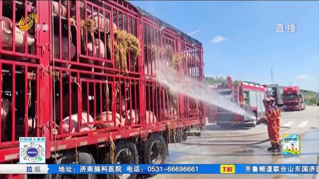 长途运输家畜“中暑”消防员紧急洒水降温