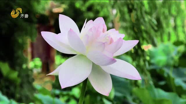 大美齐鲁