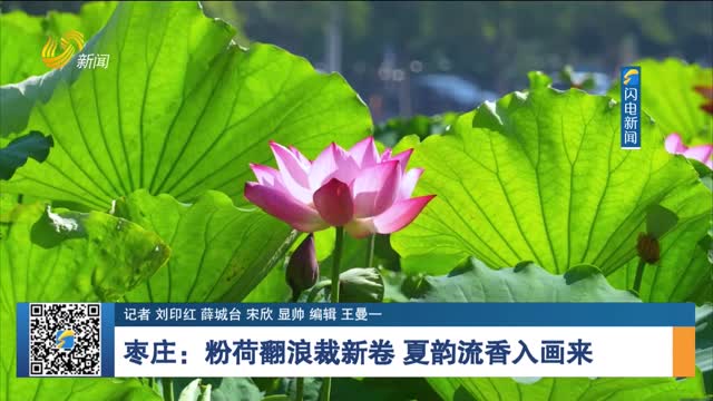 枣庄：粉荷翻浪裁新卷 夏韵流香入画来