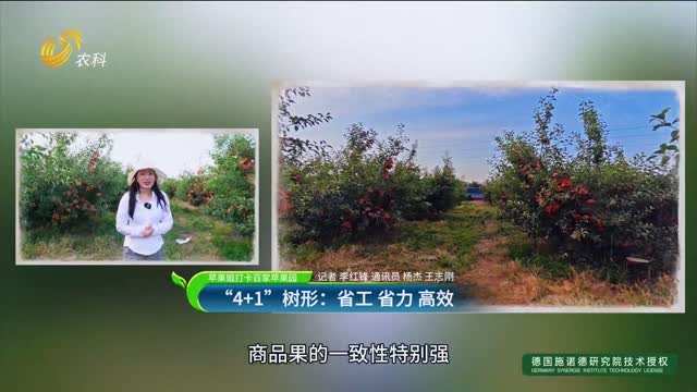 【苹果姐打卡百家苹果园】“4+1”树形：省工省力高效