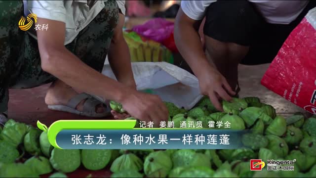 张志龙：像种水果一样种莲蓬