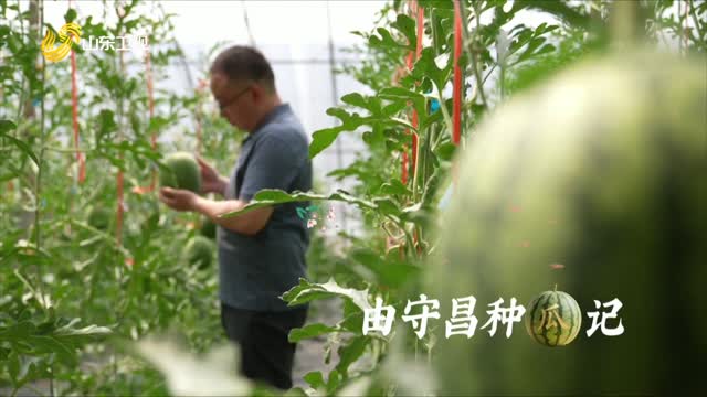 20250706《齊魯先鋒》：由守昌種瓜記
