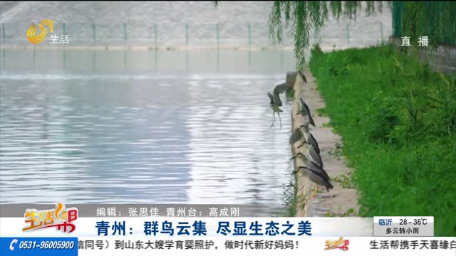 青州：群鳥云集 盡顯生態(tài)之美