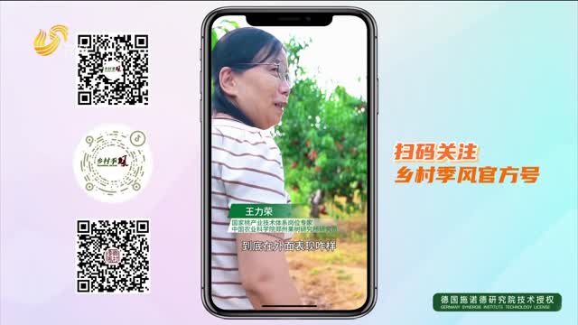 【蒙阴•中国桃乡 2025蜜桃成熟季】蒙阴桃农口中的“财神爷”