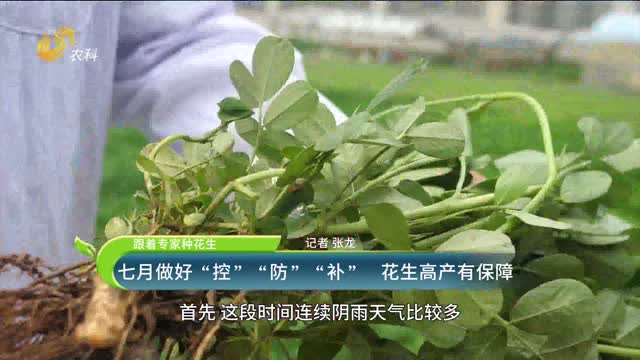 七月做好“控”“防”“補” 花生高產(chǎn)有保障