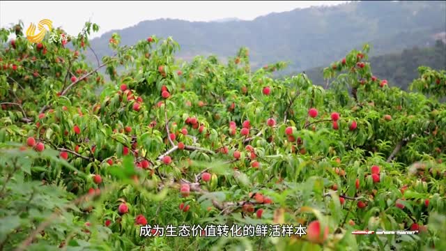 蒙陰蜜桃：甜自生態(tài) 富澤萬家