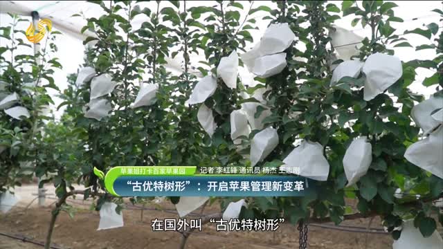 “古優(yōu)特樹形”：開啟蘋果管理新變革