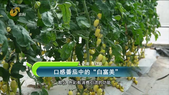 口感番茄中的“白富美”