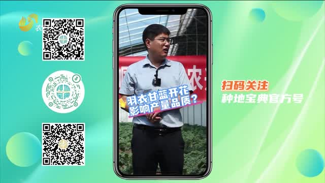 防止羽衣甘藍開花 專家來支招