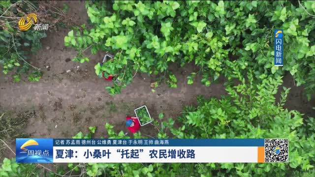 夏津：小桑叶“托起”农民增收路