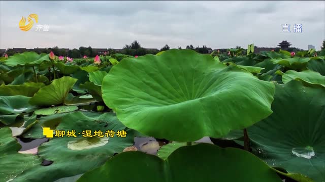 聊城：雨润荷香映水城