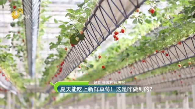 夏天能吃上新鮮草莓！這是咋做到的？