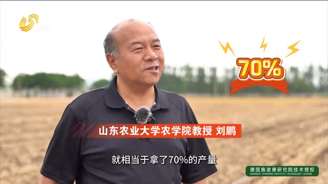 【建設(shè)更高水平的齊魯糧倉(cāng)】玉米七分種三分管 集成技術(shù)助力產(chǎn)量提升