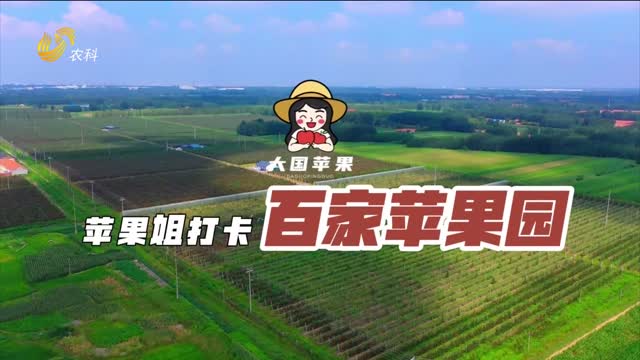 立體變平面 蘋果樹早產(chǎn)又豐產(chǎn)