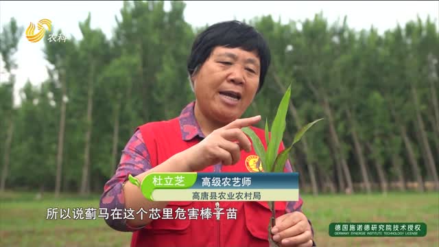 田間地頭綻芳華