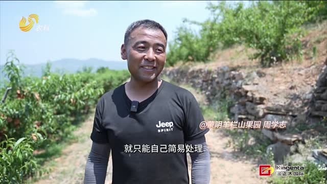 追著星光摘鮮桃：蒙陰桃農(nóng)的“夜與日”